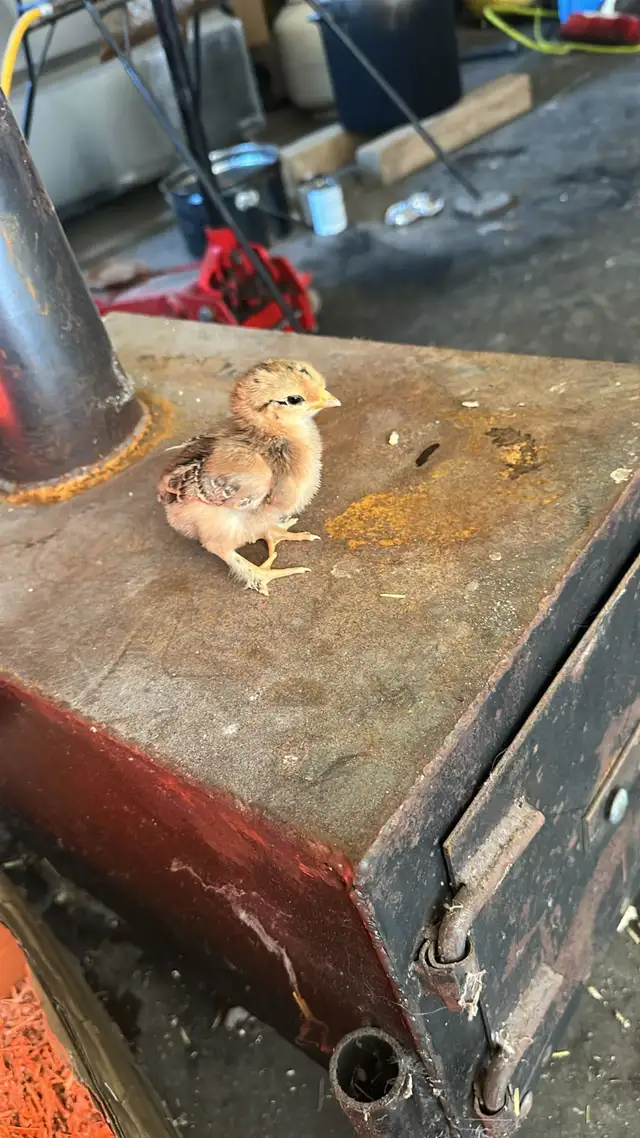 Baby Chicks (Chickens) - Photo 3