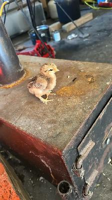 Baby Chicks (Chickens) - Photo 3