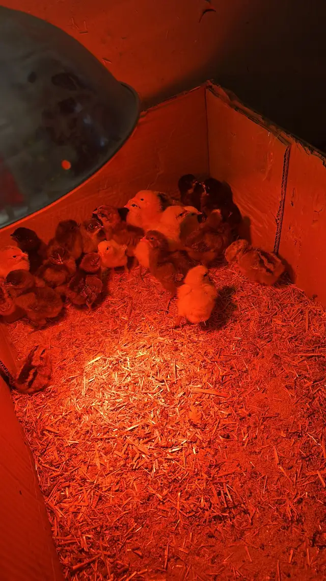 Baby Chicks (Chickens) - Photo 4
