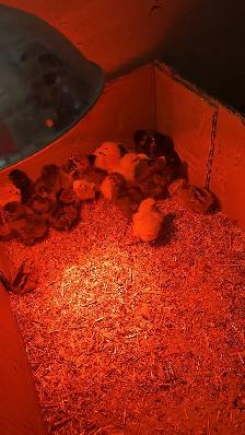 Baby Chicks (Chickens) - Photo 4