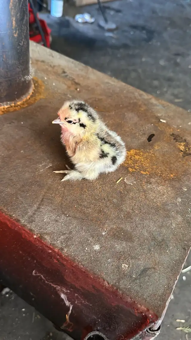 Baby Chicks (Chickens) - Photo 5