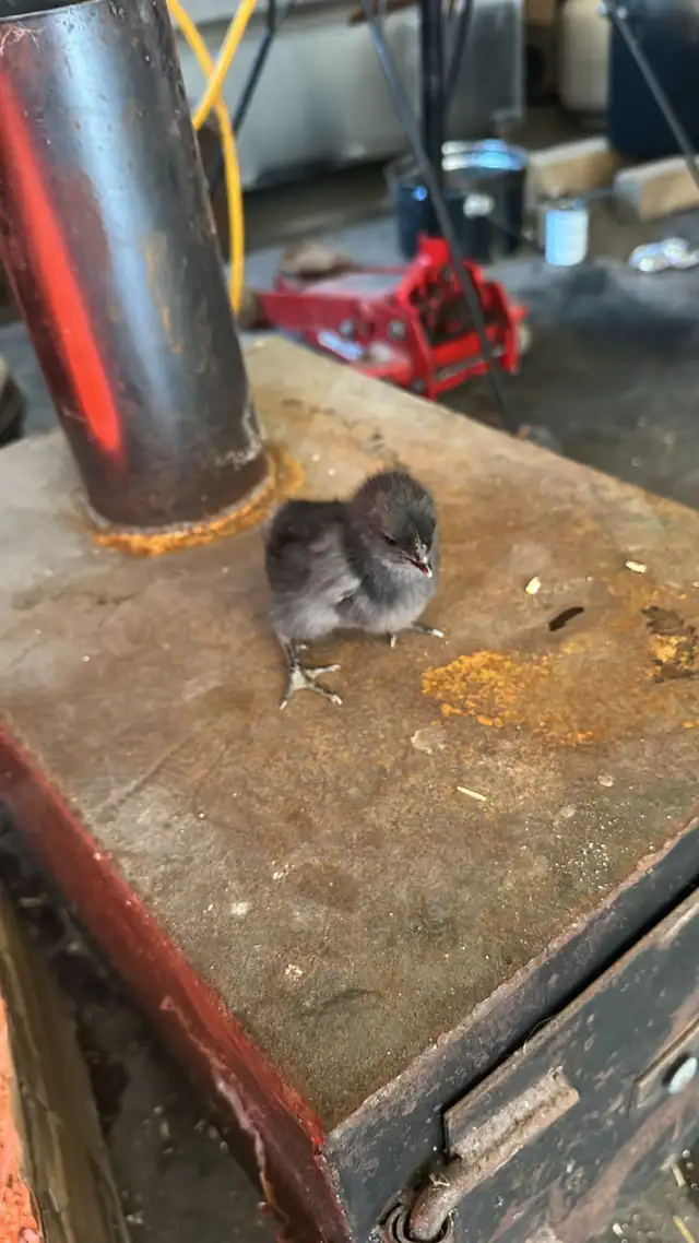 Baby Chicks (Chickens) - Photo 6