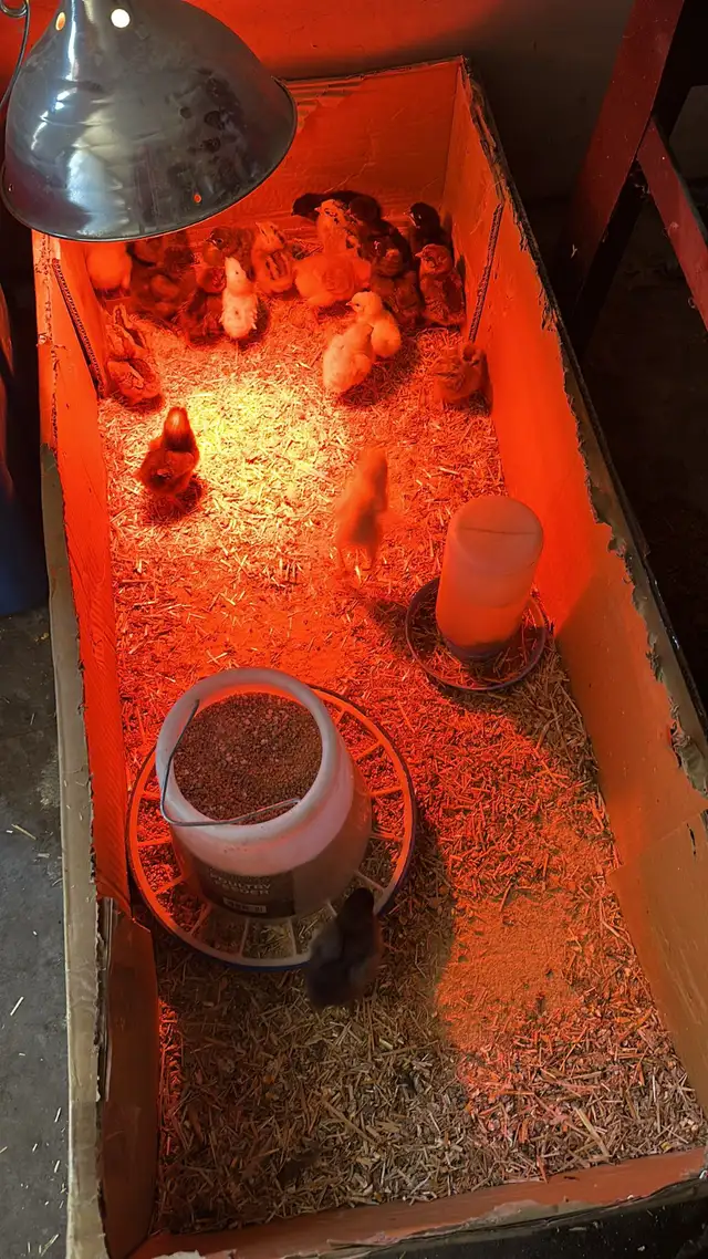 Baby Chicks (Chickens) - Photo 7