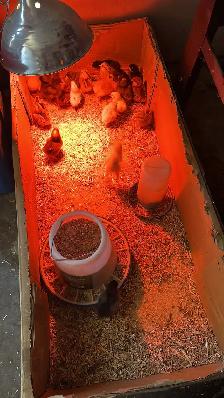 Baby Chicks (Chickens) - Photo 7