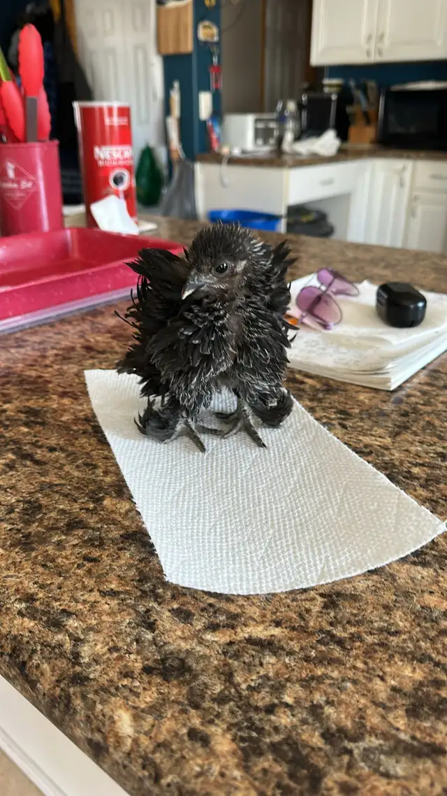 Baby Chicks (Chickens) - Photo 8