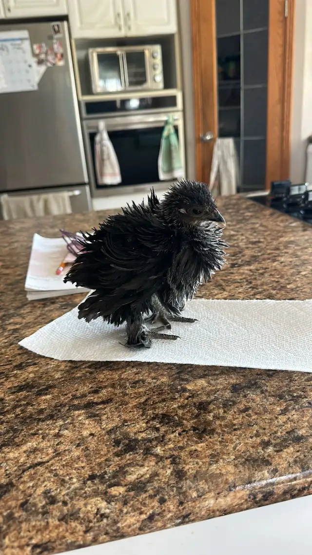 Baby Chicks (Chickens) - Photo 9