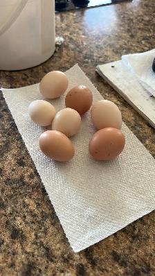 Baby Chicks (Chickens) - Photo 10