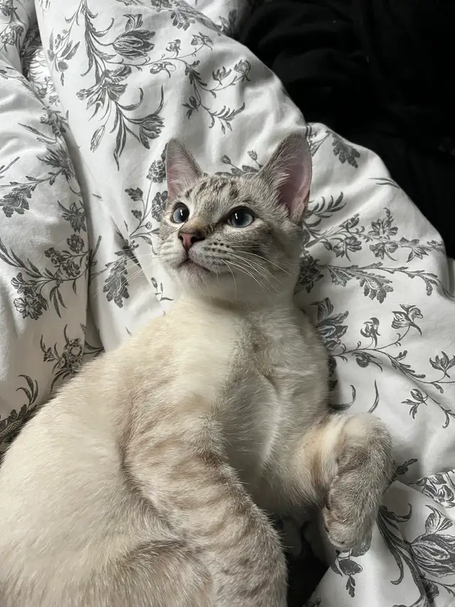 Israel - A Sweet, Playful Kitten Looking for Her Forever Home