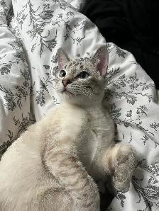 Israel - A Sweet, Playful Kitten Looking for Her Forever Home