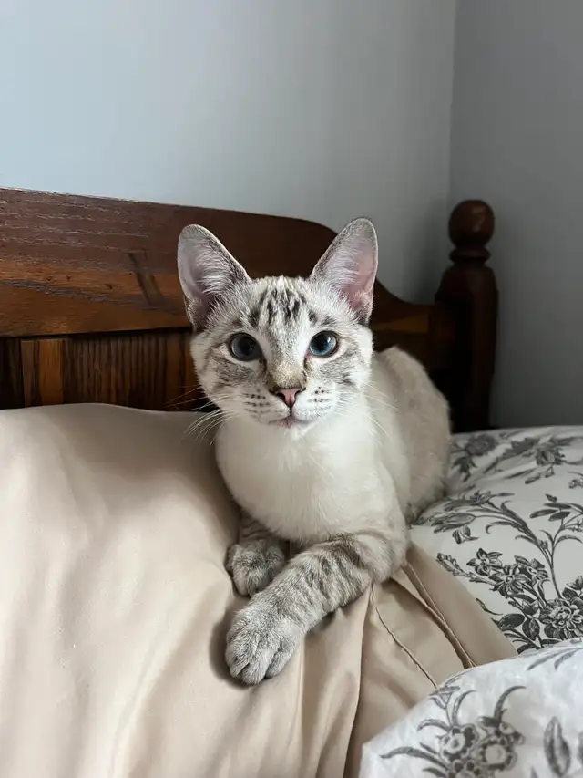 Israel - A Sweet, Playful Kitten Looking for Her Forever Home - Photo 2