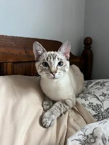 Israel - A Sweet, Playful Kitten Looking for Her Forever Home - Photo 2