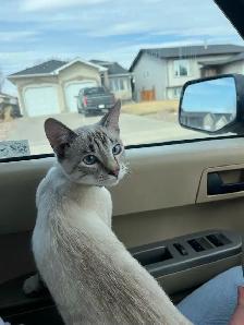 Israel - A Sweet, Playful Kitten Looking for Her Forever Home - Photo 4