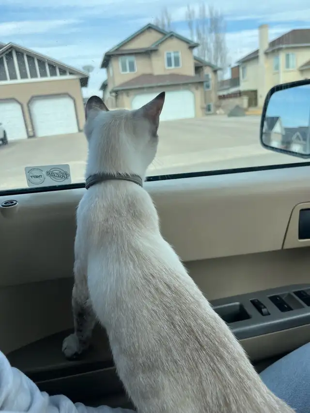 Israel - A Sweet, Playful Kitten Looking for Her Forever Home - Photo 5