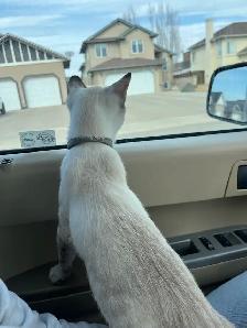 Israel - A Sweet, Playful Kitten Looking for Her Forever Home - Photo 5