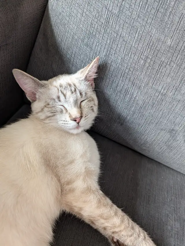 Israel - A Sweet, Playful Kitten Looking for Her Forever Home - Photo 6