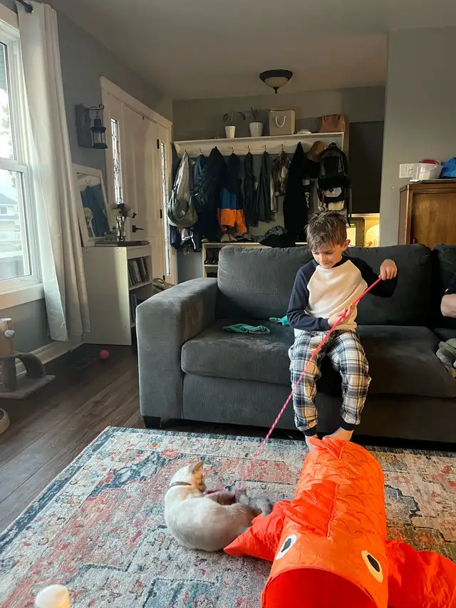 Israel - A Sweet, Playful Kitten Looking for Her Forever Home - Photo 7