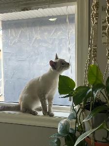Israel - A Sweet, Playful Kitten Looking for Her Forever Home - Photo 8
