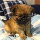 POMERANIAN /SHIH TZU