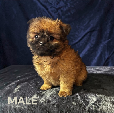 POMERANIAN /SHIH TZU - Photo 2