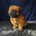 POMERANIAN /SHIH TZU - Photo 2