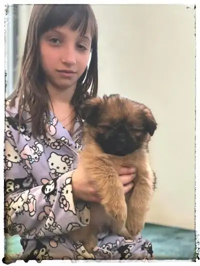 POMERANIAN /SHIH TZU - Photo 3