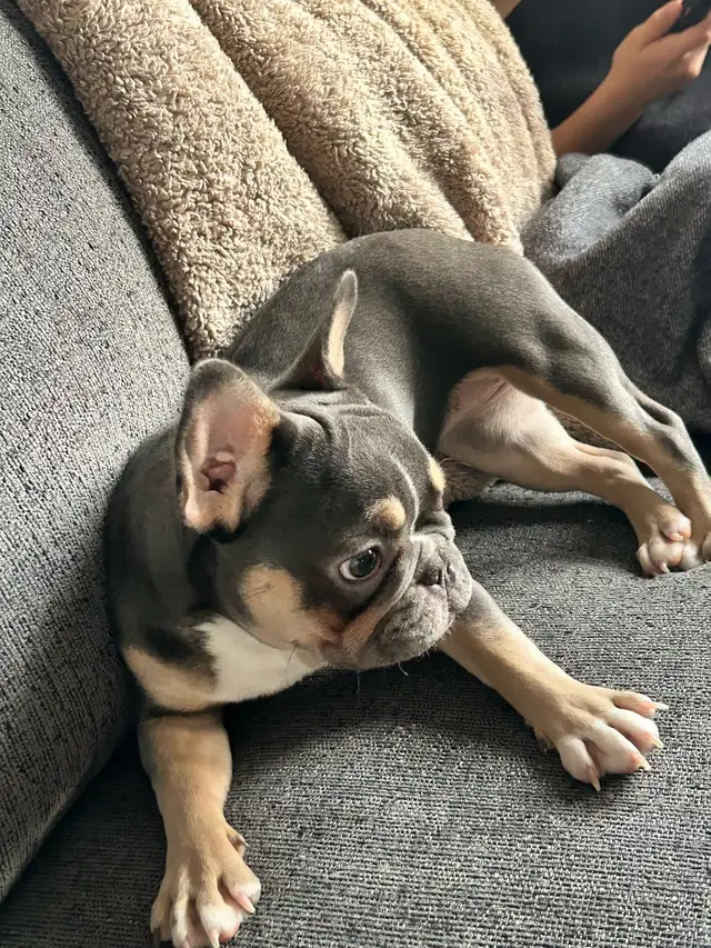 French bulldog female