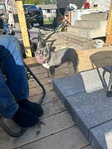 French bulldog female - Photo 2