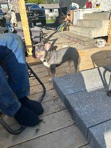 French bulldog female - Photo 3