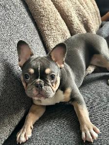 French bulldog female - Photo 4