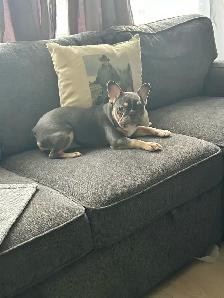 French bulldog female - Photo 5