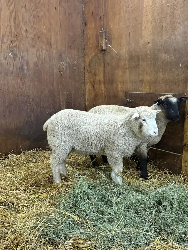 Suffolk/EL De France ram Lambs