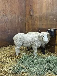 Suffolk/EL De France ram Lambs