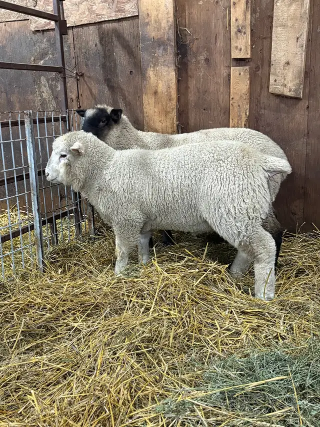 Suffolk/EL De France ram Lambs - Photo 2