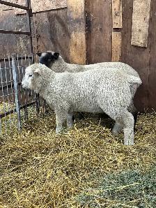 Suffolk/EL De France ram Lambs - Photo 2