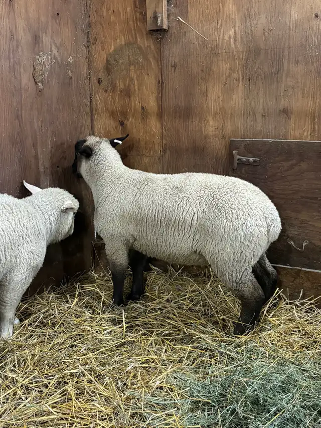 Suffolk/EL De France ram Lambs - Photo 3