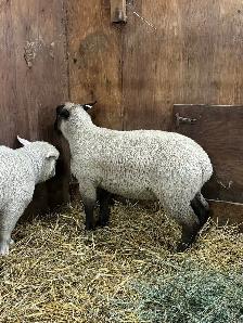 Suffolk/EL De France ram Lambs - Photo 3