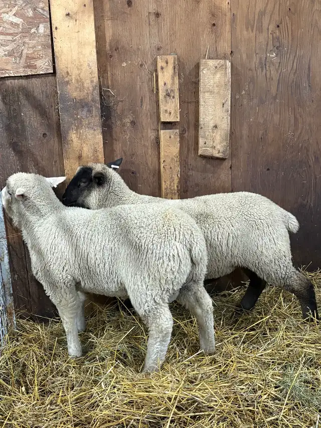 Suffolk/EL De France ram Lambs - Photo 4