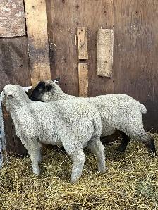 Suffolk/EL De France ram Lambs - Photo 4