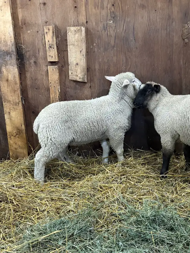 Suffolk/EL De France ram Lambs - Photo 5