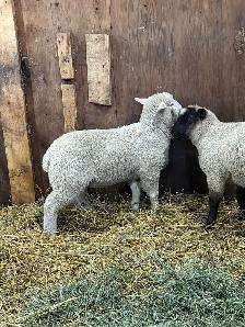 Suffolk/EL De France ram Lambs - Photo 5