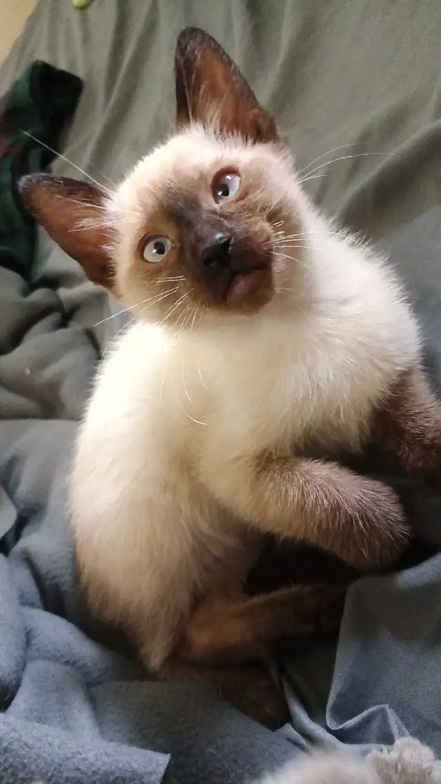 PRICE DROPPED NEED GONE ASAP