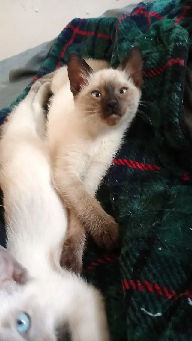 PRICE DROPPED NEED GONE ASAP - Photo 3