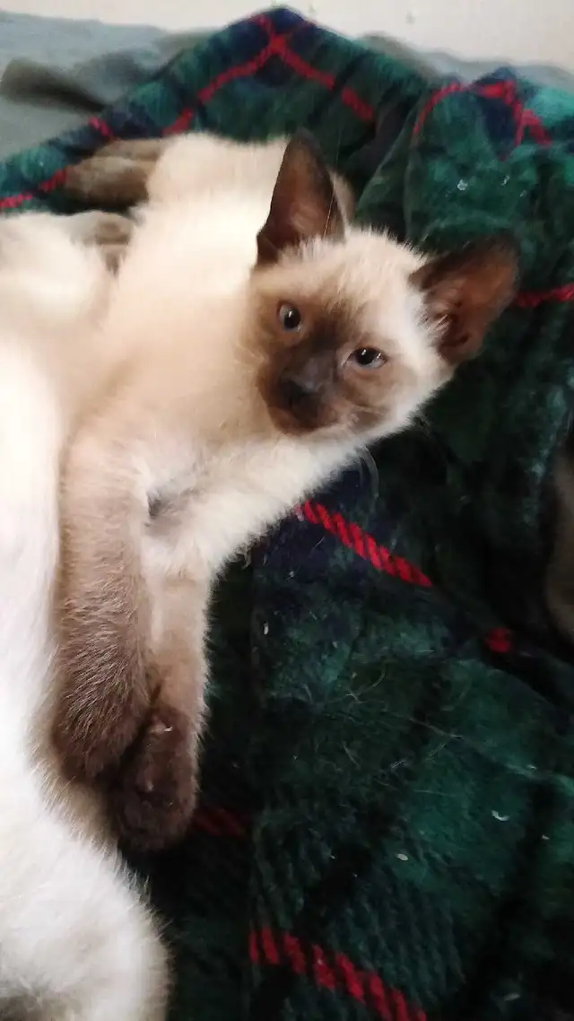 PRICE DROPPED NEED GONE ASAP - Photo 4