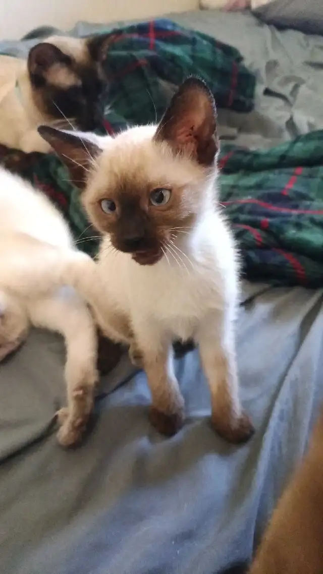 PRICE DROPPED NEED GONE ASAP - Photo 6