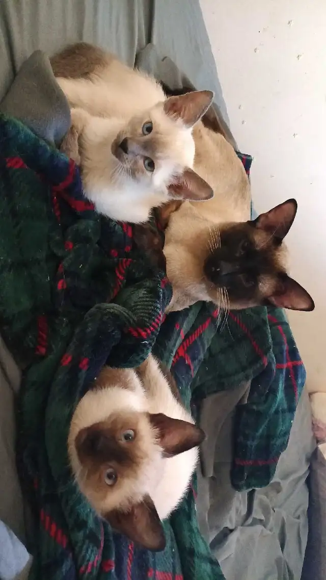 PRICE DROPPED NEED GONE ASAP - Photo 7