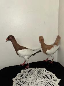 Damascus Arabic Pigeons - Photo 3