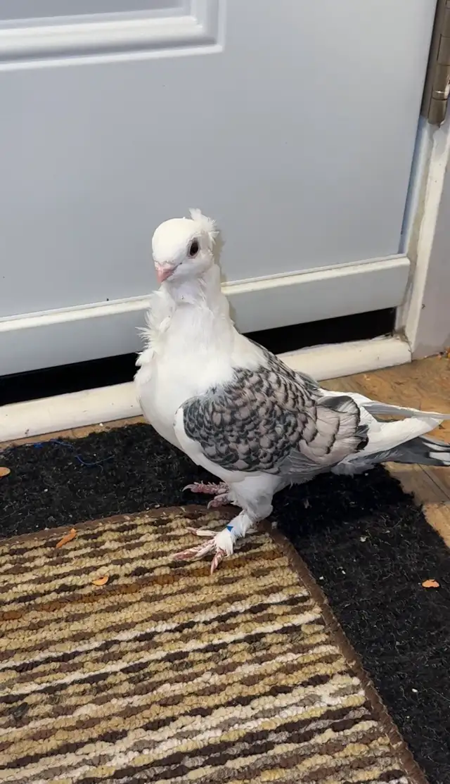 Damascus Arabic Pigeons - Photo 4