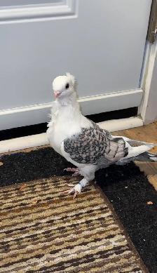 Damascus Arabic Pigeons - Photo 4