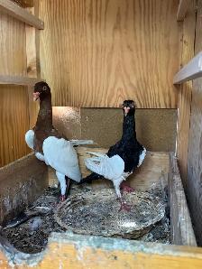 Damascus Arabic Pigeons - Photo 5