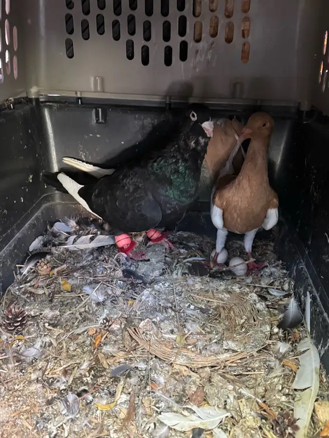 Damascus Arabic Pigeons - Photo 6